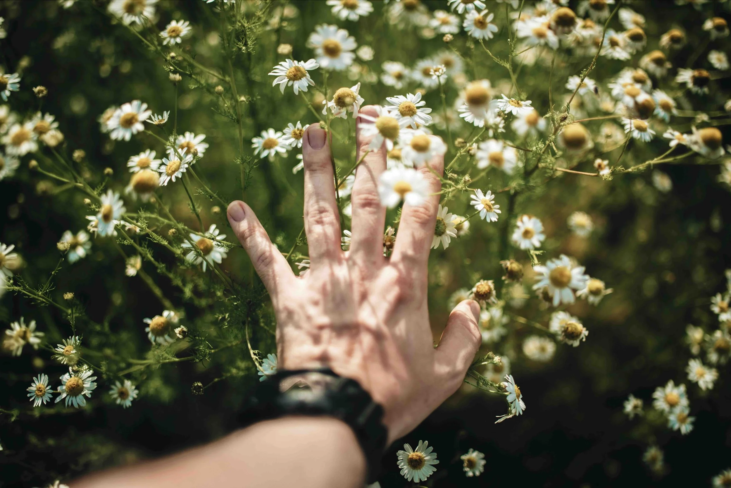 Hand reaching through a field of flowers